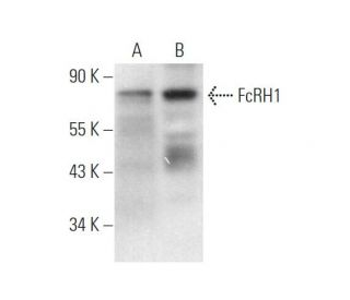 FcRH1 Antibody (H-5) - Western Blotting - Image 372485 