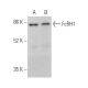 FcRH1 Antibody (H-5) - Western Blotting - Image 372494