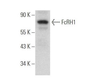 FcRH1 Antibody (E-8) - Western Blotting - Image 372484Each CRISPR/Cas9 Knockout (KO) Plasmid product consists of a pool of 3 plasmids designed to ensure identification and cleavage of a specific gene for maximum knockout efficiency. Each plasmid encodes a unique 20 nt sequence derived from the GeCKO (v2) library.