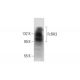 FcRH3 Antibody (C-2) - Western Blotting - Image 144565