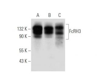 FcRH3 Antibody (C-2) - Western Blotting - Image 319619 