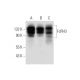FcRH3 Antibody (C-2) - Western Blotting - Image 319619 