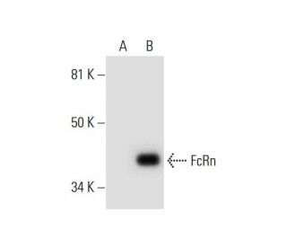 FcRn Antibody (A-6) - Western Blotting - Image 292031