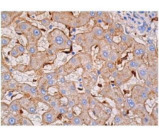 FcRn Antibody (B-8) | SCBT - Santa Cruz Biotechnology