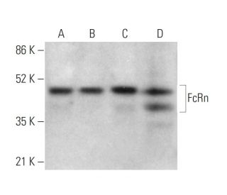 FcRn Antibody (B-8) - Western Blotting - Image 377303 