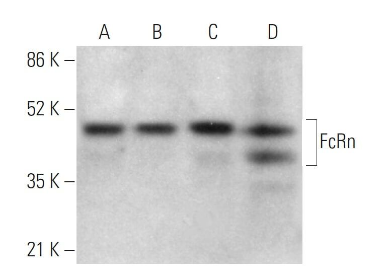 専用ページです☆ FcRn抗体(B-8) | SCBT - Santa Cruz Biotechnology