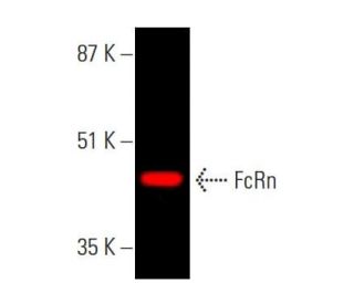 FcRn Antibody (B-8) | SCBT - Santa Cruz Biotechnology
