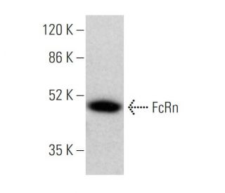 FcRn Antibody (B-8) - Western Blotting - Image 377302