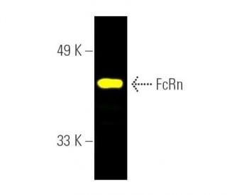 FcRn Antibody (B-8) - Western Blotting - Image 391210