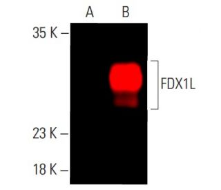 FDX1L Antibody (C-12) - Western Blotting - Image 401377 