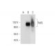 Fe65 Antibody (F-6) - Western Blotting - Image 304334