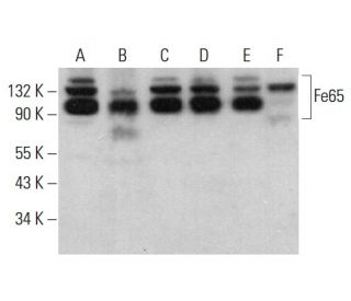 Fe65 Antibody (F-6) - Western Blotting - Image 379917 