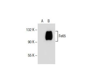 Fe65 Antibody (D-11) - Western Blotting - Image 154911Each CRISPR/Cas9 Knockout (KO) Plasmid product consists of a pool of 3 plasmids designed to ensure identification and cleavage of a specific gene for maximum knockout efficiency. Each plasmid encodes a unique 20 nt sequence derived from the GeCKO (v2) library.