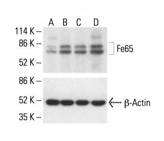 Fe65 Antibody (D-11) - Western Blotting - Image 411280