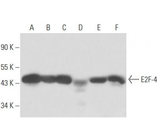 FEN-1 Antibody (4E7) - Western Blotting - Image 17171 