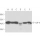 FEN-1 Antibody (4E7) - Western Blotting - Image 17171 