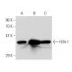 FEN-1 Antibody (4E7) - Western Blotting - Image 47763