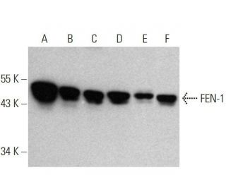 western blotting image from recommended FEN-1 (B-4) monoclonal antibody replacement. Image 358712