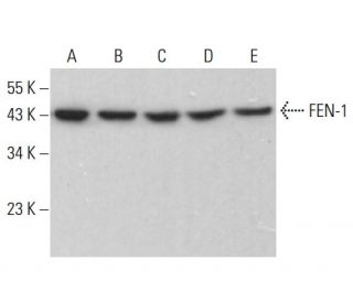 FEN-1 Antibody (B-4) - Western Blotting - Image 383765 