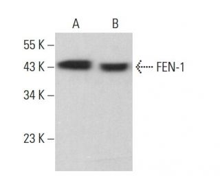 FEN-1 Antibody (B-4) - Western Blotting - Image 383789