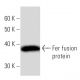 Fer Antibody (2358C3a) - Western Blotting - Image 16886