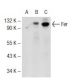 Fer Antibody (2358C3a) - Western Blotting - Image 72740 