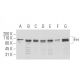Fer Antibody (6B9) - Western Blotting - Image 62906