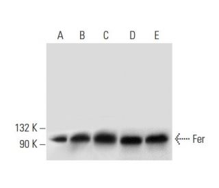 Fer Antibody (C-1) - Western Blotting - Image 301278 