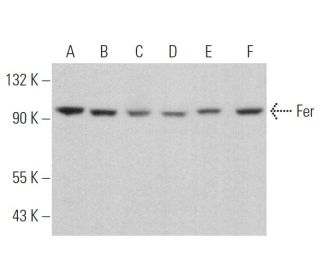 Fer Antibody (C-1) - Western Blotting - Image 373913