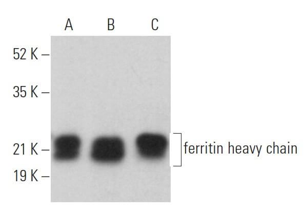 ferritin heavy chain Antibody (B-12)