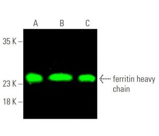 ferritin heavy chain Antibody (B-12) | SCBT - Santa Cruz ferritin heavy chain Antibody (B-12) | SCBT - Santa Cruz