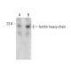 ferritin heavy chain Antibody (C6) - Western Blotting - Image 374579