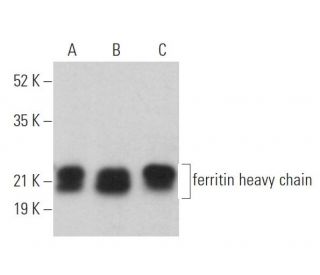 western blotting image from recommended ferritin heavy chain (B-12) monoclonal antibody replacement. Image 361706