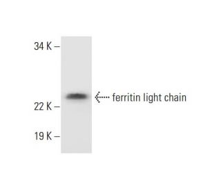 ferritin light chain Antibody (D-1) - Western Blotting - Image 289701 