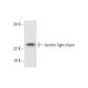 ferritin light chain Antibody (D-1) - Western Blotting - Image 289701 