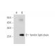 ferritin light chain Antibody (D-1) - Western Blotting - Image 289852