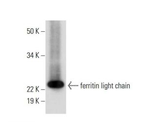 western blotting image from recommended ferritin light chain (D-9) monoclonal antibody replacement. Image 289702