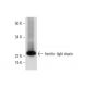 western blotting image from recommended ferritin light chain (D-9) monoclonal antibody replacement. Image 289702