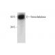 Ferrochelatase Antibody (D-7) - Western Blotting - Image 133168