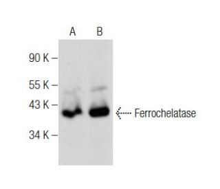 Ferrochelatase Antibody (D-7) - Western Blotting - Image 284440 