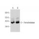 Ferrochelatase Antibody (D-7) - Western Blotting - Image 284440 
