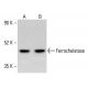 Ferrochelatase Antibody (D-7) - Western Blotting - Image 413999 