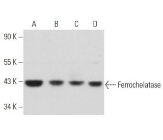 Ferrochelatase Antibody (A-3) - Western Blotting - Image 356864