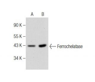 Ferrochelatase Antibody (A-3) - Western Blotting - Image 284439