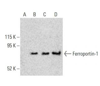 Ferroportin-1 Antibody (B-4) - Western Blotting - Image 396549