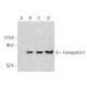 Ferroportin-1 Antibody (B-4) - Western Blotting - Image 396549