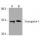 Ferroportin-1 Antibody (B-4): sc-518125. Western blot analysis of Ferroportin-1 expression in K-562 (A) and HCT-116 (B) whole cell lysates. Detection reagent used: m-IgGκ BP-HRP: sc-516102. Ferroportin-1 Antibody (B-4) - Western Blotting - Image 416149