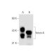 fetuin-A Antibody (H-11) - Western Blotting - Image 57646