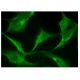 fetuin-A Antibody (H-8) - Immunofluorescence - Image 153216