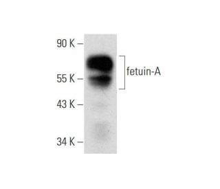 fetuin-A Antibody (H-8) - Western Blotting - Image 318592 